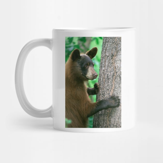 Black Bear in The Woods by Bravuramedia